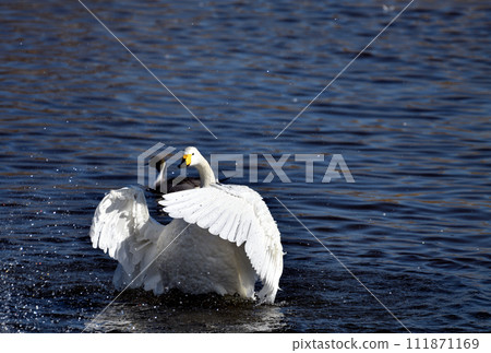 斯旺的拍打拍打著 111871169