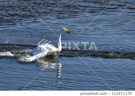 斯旺的拍打拍打著 斯旺的拍打拍打著 111871170