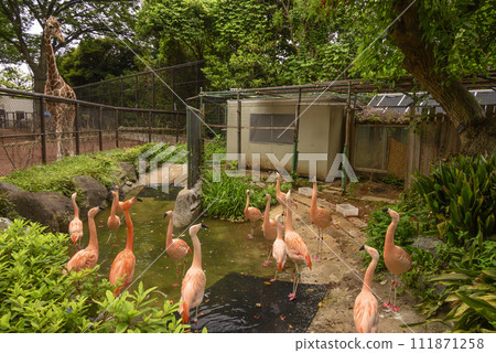 Scenery of flamingos looking at giraffes 111871258
