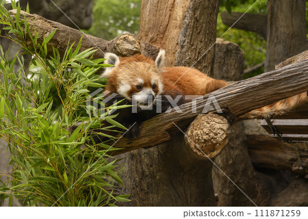 小熊貓在一棵樹上放鬆 小熊貓在一棵樹上放鬆 111871259