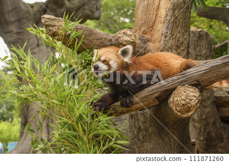 小熊貓吃樹上的竹子 小熊貓吃樹上的竹子 111871260