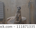 貓鼬（圓山動物園）/北海道札幌 111871335