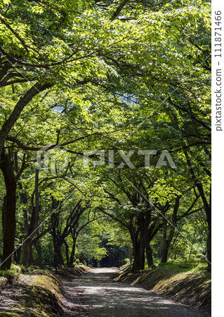 An image of a healing forest surrounded by fresh greenery 111871466