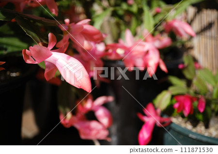 Flowers of the cactus cactus in full bloom 111871530