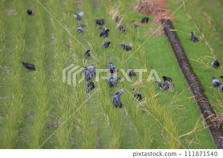 鴿子成群結隊到稻田覓食 鴿子成群結隊到稻田覓食 111871540