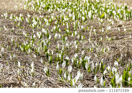 Nawagaike Pond in Johana in spring when skunk cabbage blooms 111871589