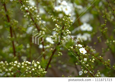 雪柳花開始綻放 111871723