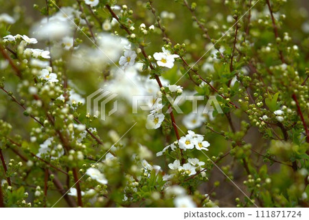 雪柳花開始綻放 111871724