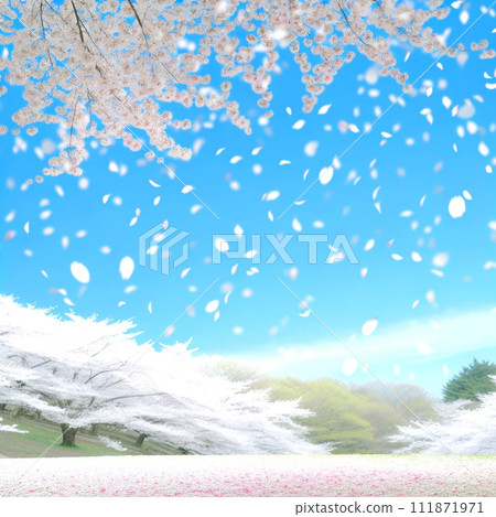 Among the white cherry blossom petals Among the white cherry blossom petals 111871971