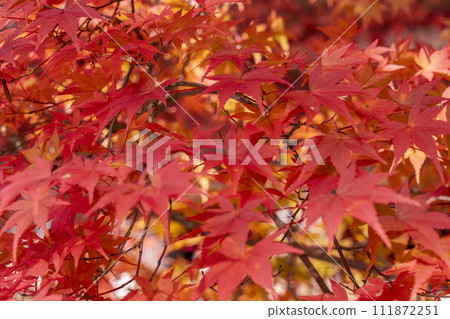 Takao, Kyoto in autumn, Jingoji Temple, bright red autumn leaves Takao, Kyoto in autumn, Jingoji Temple, bright red autumn leaves 111872251