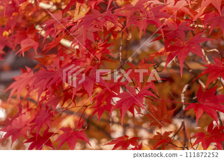 秋天的京都高雄,神護寺,鮮紅的秋葉 秋天的京都高雄,神護寺,鮮紅的秋葉 111872252