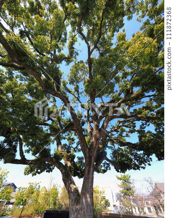 Camphor tree at Kaikosha Square [Zentsuji City, Kagawa Prefecture] 2 111872368
