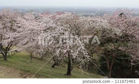Cherry blossoms and views of Mt. Atago Kasama City 111872461