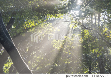 Mt. Daisen, a beech forest where sunlight shines through the trees Mt. Daisen, a beech forest where sunlight shines through the trees 111872708