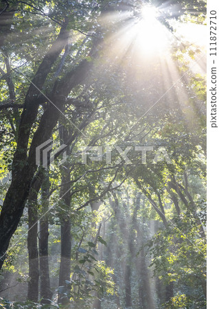 陽光透過樹林照射進來的山毛櫸林大山 陽光透過樹林照射進來的山毛櫸林大山 111872710