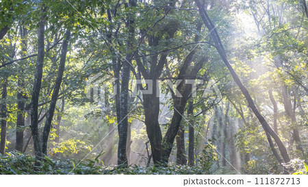 Mt. Daisen, a beech forest where sunlight shines through the trees 111872713