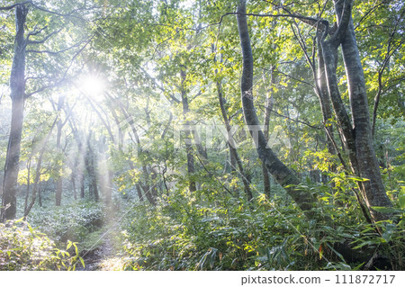 Mt. Daisen, a beech forest where sunlight shines through the trees Mt. Daisen, a beech forest where sunlight shines through the trees 111872717