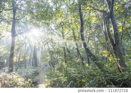 Mt. Daisen, a beech forest where sunlight shines through the trees Mt. Daisen, a beech forest where sunlight shines through the trees 111872728