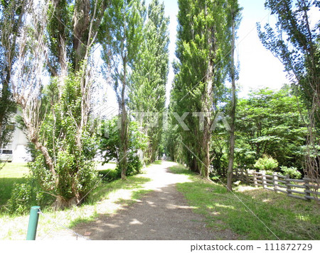 北海道大學的白楊樹 北海道大學的白楊樹 111872729