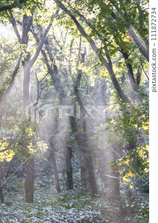 Mt. Daisen, a beech forest where sunlight shines through the trees Mt. Daisen, a beech forest where sunlight shines through the trees 111872734