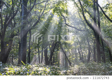 Mt. Daisen, a beech forest where sunlight shines through the trees Mt. Daisen, a beech forest where sunlight shines through the trees 111872743