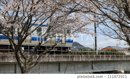 Train crossing cherry blossom trees and iron bridge Mito Line Kasama City Train crossing cherry blossom trees and iron bridge Mito Line Kasama City 111872911