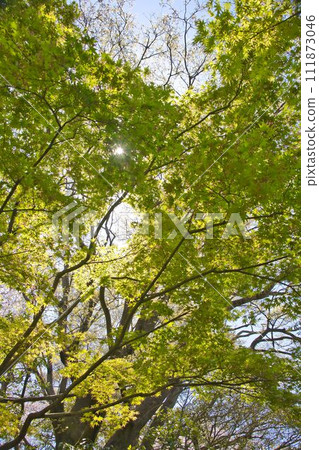 Looking up at trees in the fresh green season 111873046