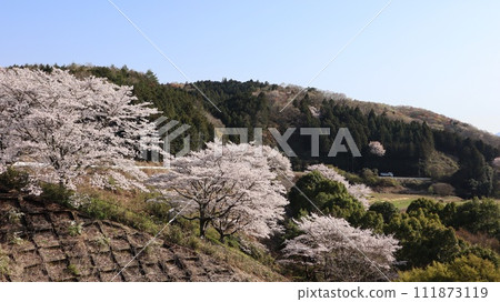 藍天櫻花的風景，笠間市飯田水壩 111873119