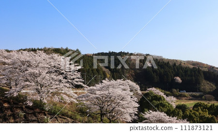 藍天櫻花的風景,笠間市飯田水壩 藍天櫻花的風景,笠間市飯田水壩 111873121