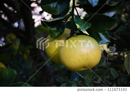 像雙胞胎一樣成長的橘子 像雙胞胎一樣成長的橘子 111873193