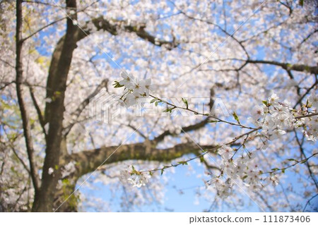 Looking up at the cherry blossoms and the blue sky Looking up at the cherry blossoms and the blue sky 111873406