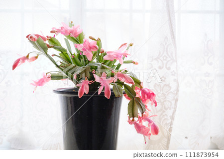 室內可愛的仙人掌花瓣 111873954