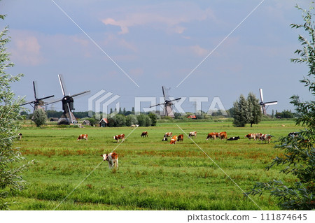 Windmills and grazing cows at the World Cultural Heritage Site of Kinderdijk near Rotterdam, South Holland, Netherlands, Western Europe Windmills and grazing cows at the World Cultural Heritage Site of Kinderdijk near Rotterdam, South Holland, Netherlands, Western Europe 111874645