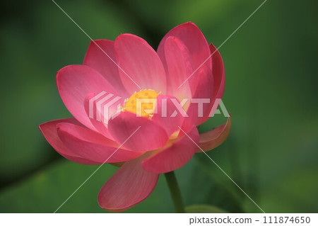古蓮花 古蓮花 111874650