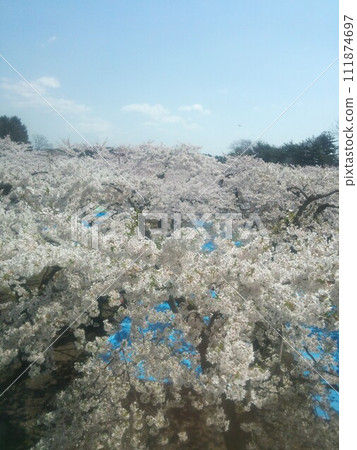 Cherry blossoms at Goryokaku Cherry blossoms at Goryokaku 111874697