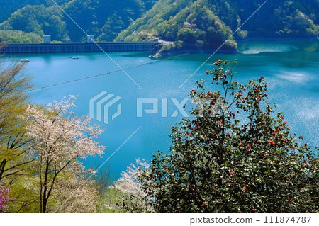 春天的奧多摩湖，湖邊櫻花盛開，背景是湖面和山脈 111874787