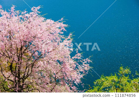 春天的奧多摩湖，湖邊櫻花盛開，背景是湖面和山脈 111874856