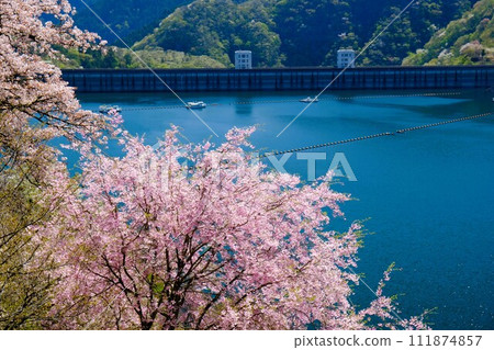 春天的奧多摩湖，湖邊櫻花盛開，背景是湖面和山脈 111874857