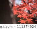 冷杉 111874924