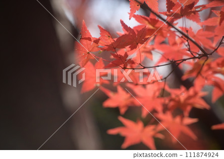 冷杉 冷杉 111874924