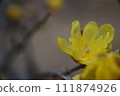 蠟李子 111874926