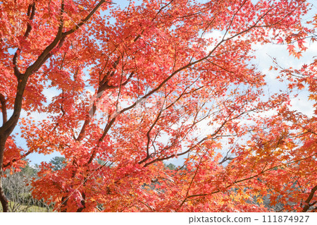 紅葉在你眼前逼近 紅葉在你眼前逼近 111874927