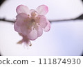Shougatsuzakura 111874930