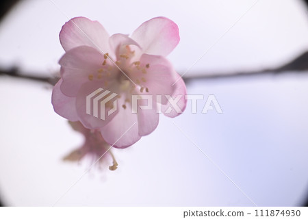 Shougatsuzakura 111874930