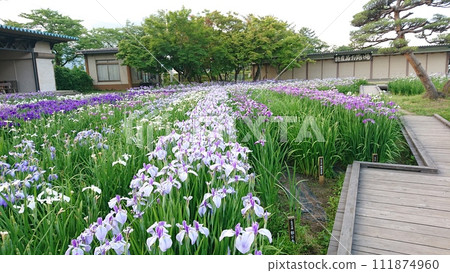 Nagai Ayame Park Nagai Ayame Park 111874960