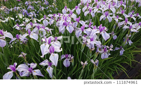 Nagai Ayame Park Nagai Ayame Park 111874961