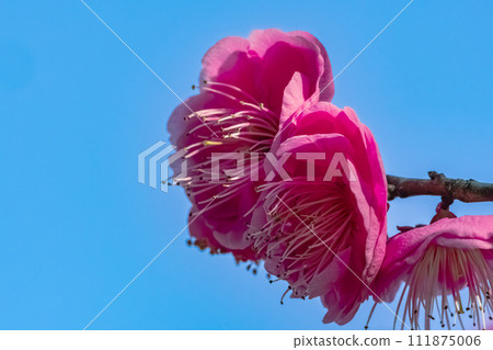 Red plum blossoms shining against the blue sky 111875006