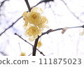 蠟李子 111875023