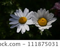 白花 111875031