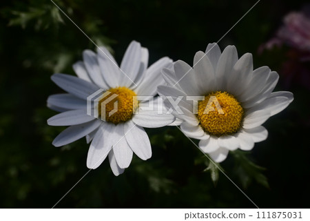 白花 白花 111875031